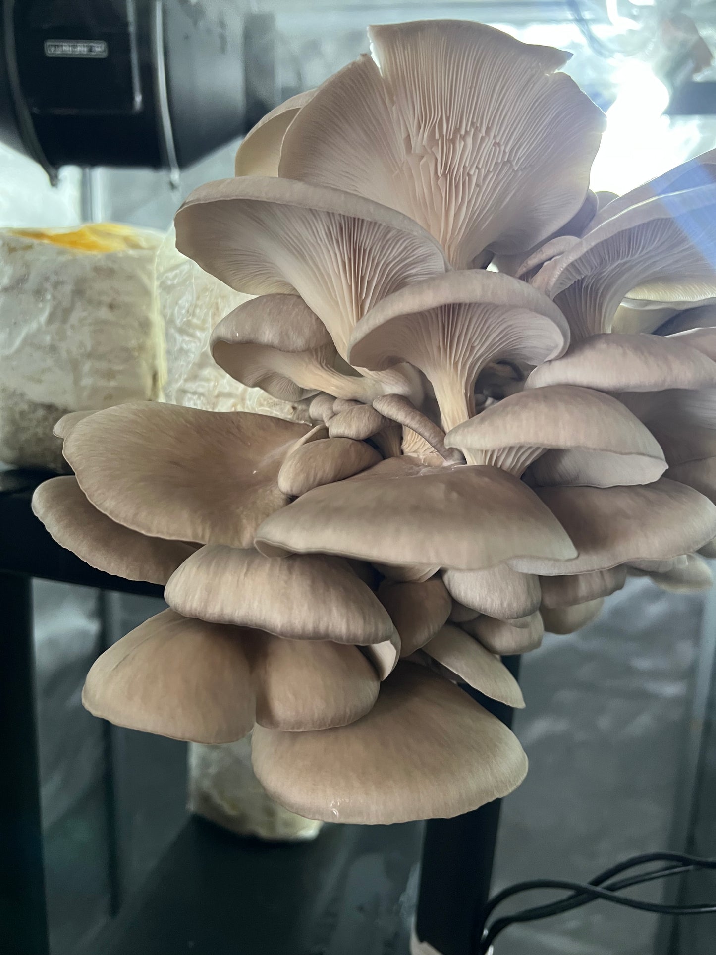 Fresh Oyster Mushrooms