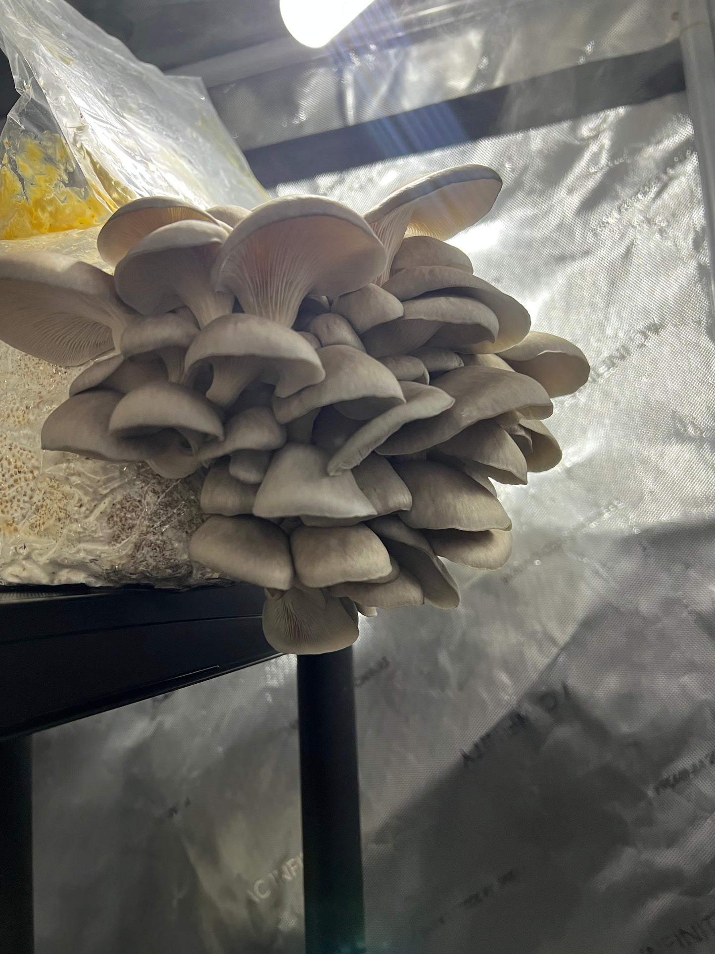 Fresh Oyster Mushrooms