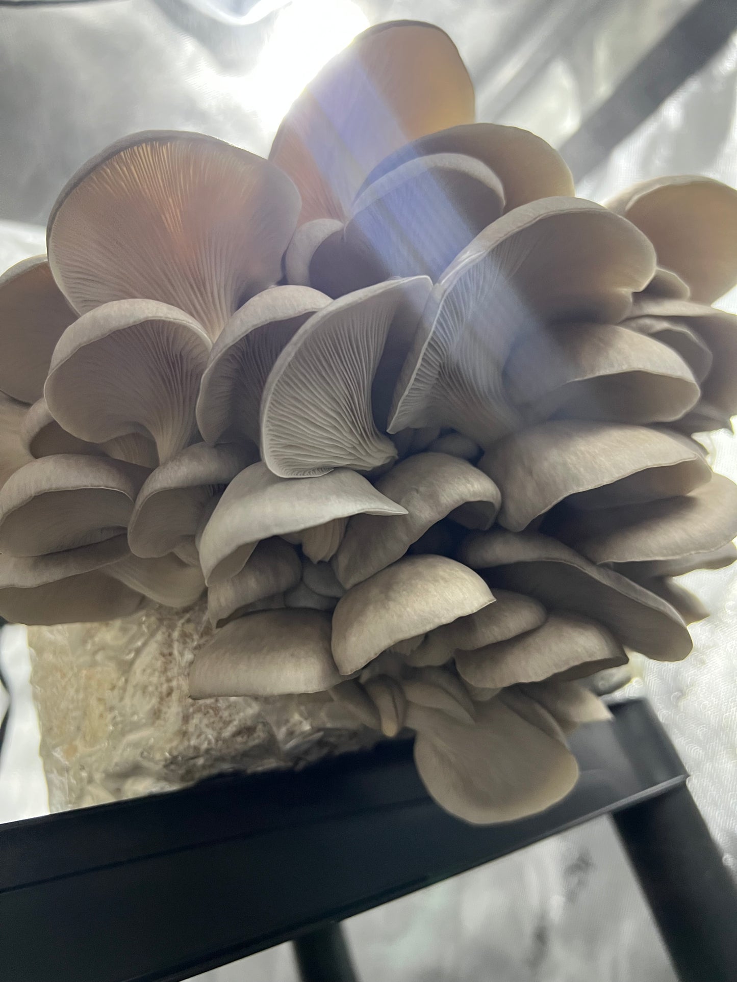 Fresh Oyster Mushrooms