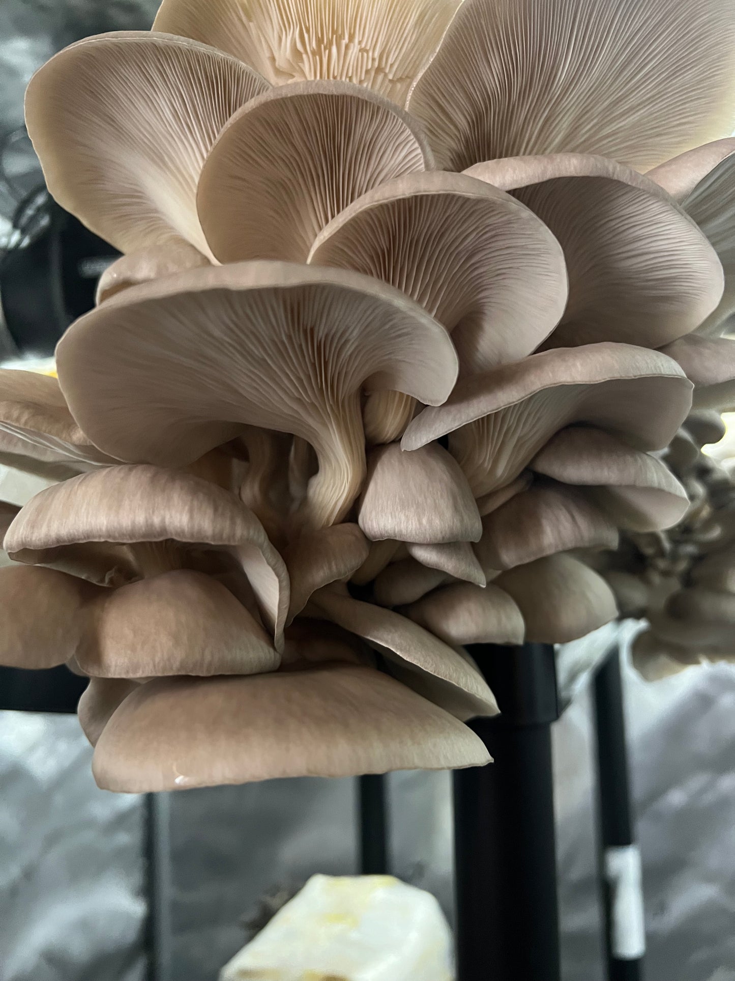 Fresh Oyster Mushrooms